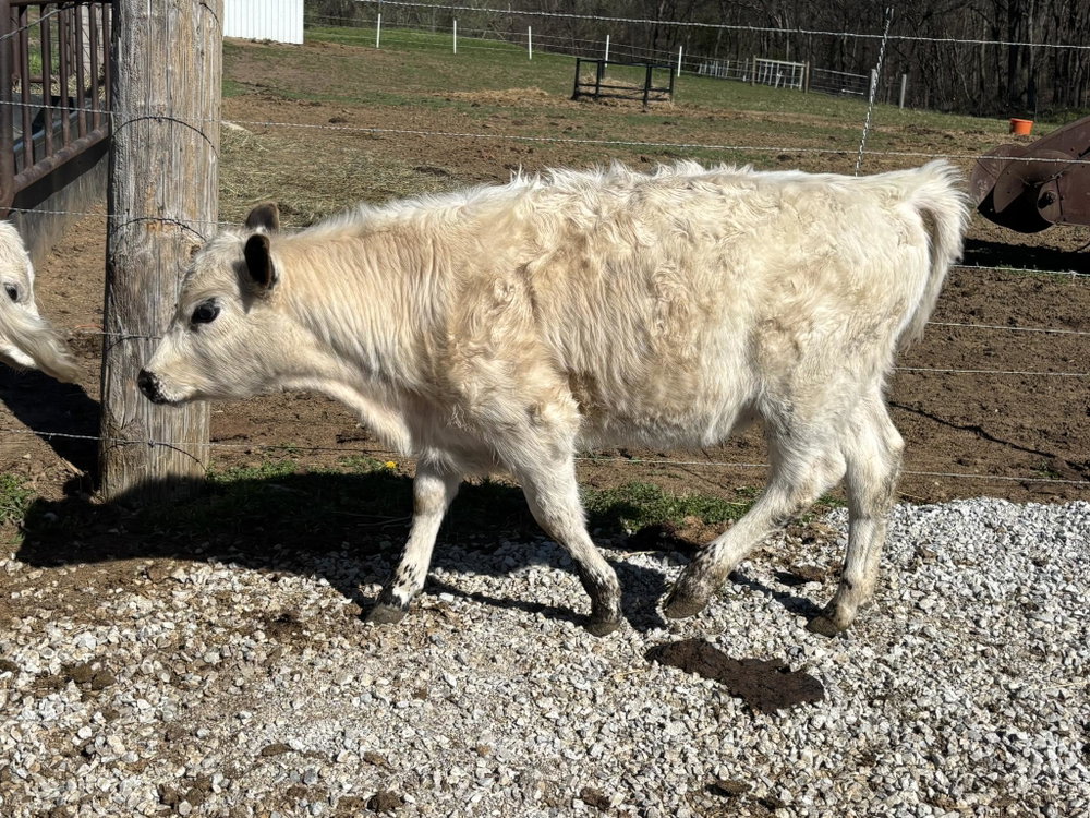 BW Steer, photo 2