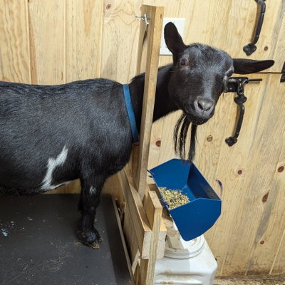 CA Blackberry's Babette (Honey) profile picture
