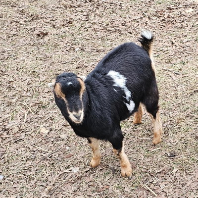 Snickers profile picture