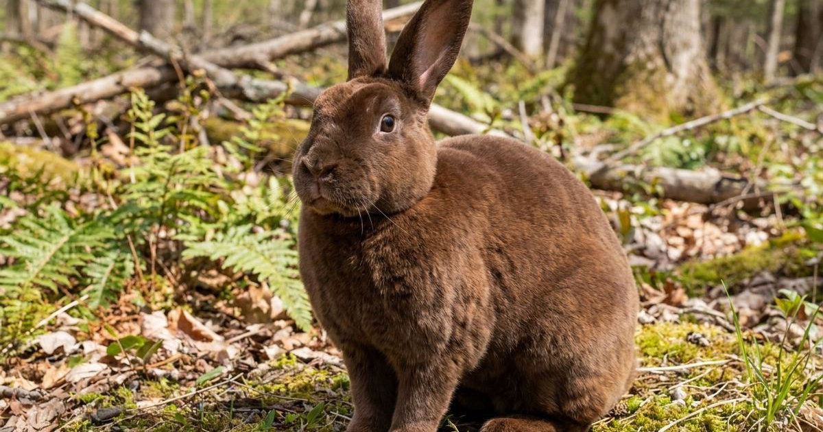 Reader Rabbit Beaver Beaver Rabbit: Breed Facts, Prices & Breeders | Creatures