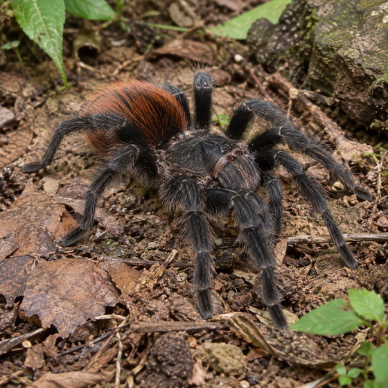 Mexican red rump tarantula
