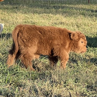 RBH Orion profile picture