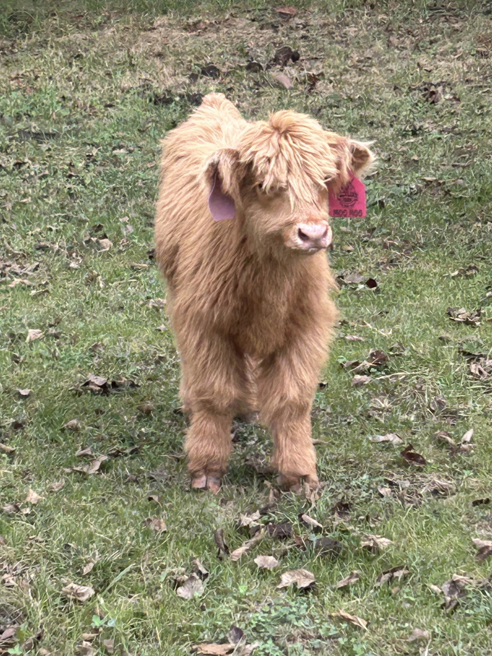 A Peculiar Farm Moo Moo, photo 2