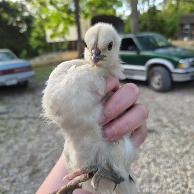 Chicky 29 profile picture