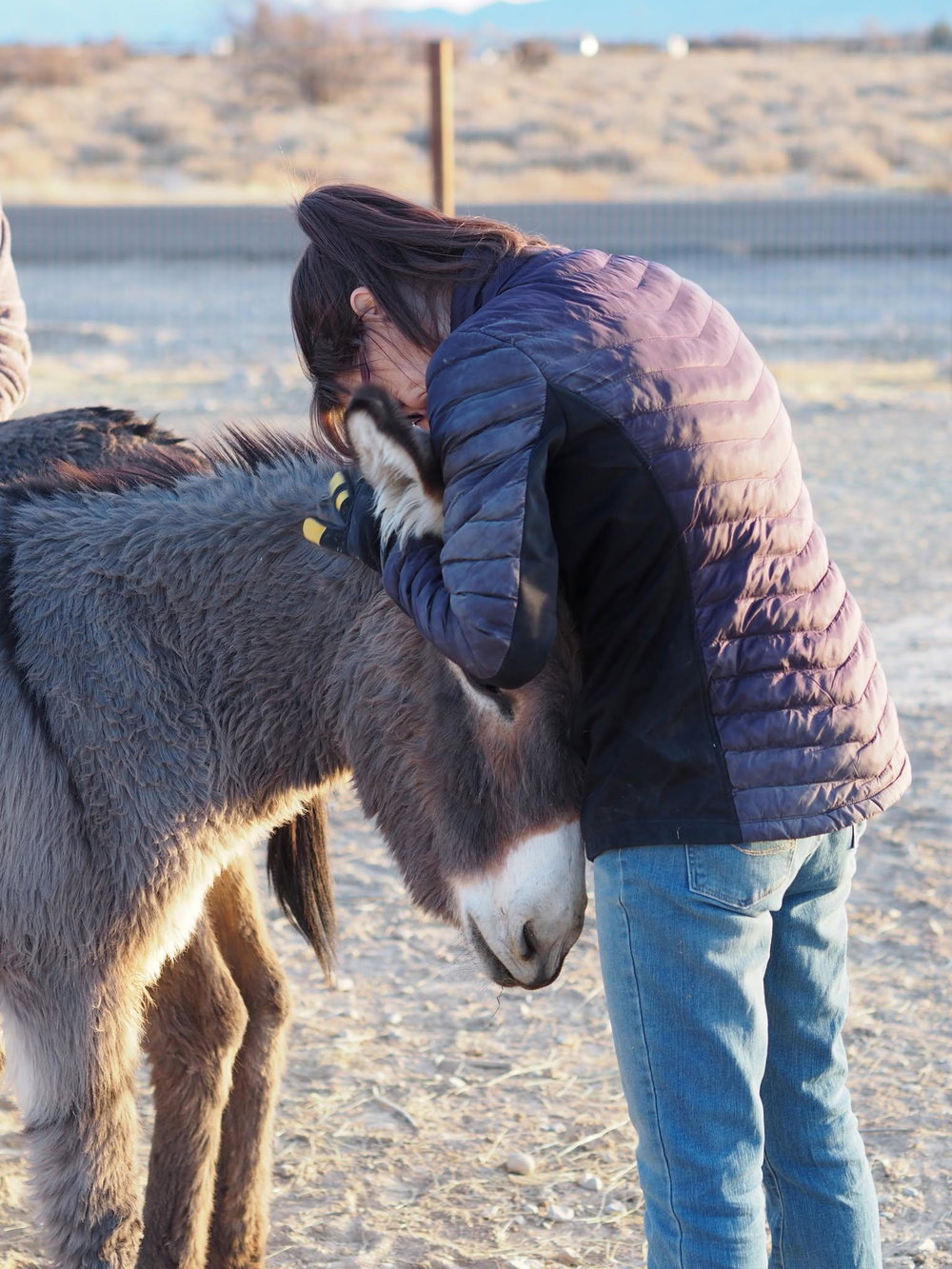 Donkeys of Pahrump Private Tour, photo 3