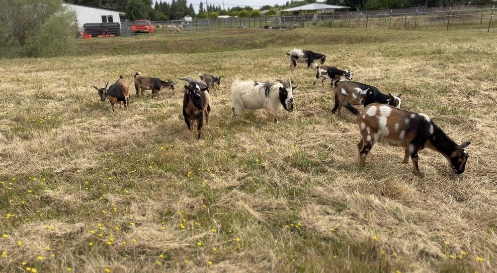 Farm Tour, photo 4