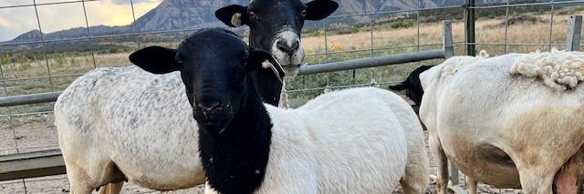 Crooked Sky Ranch profile cover image