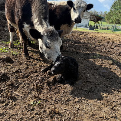 HHF Flash profile picture