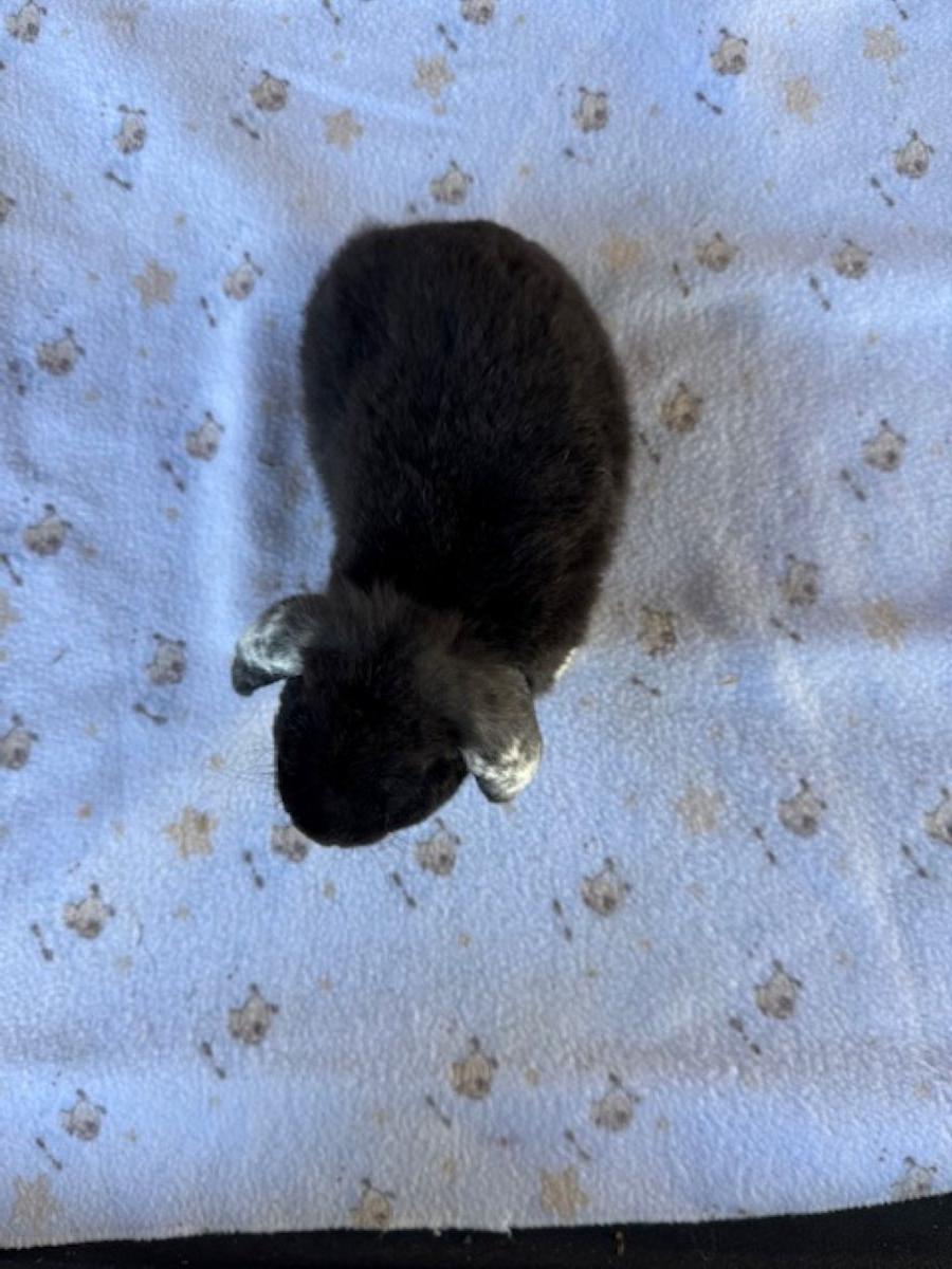 Shadow- Black White Eared (WE), photo 2