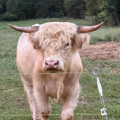 Sammy profile picture