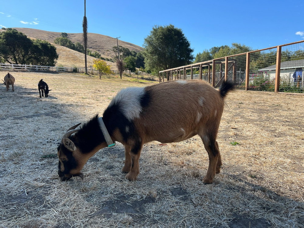 Tiny & Pebbles, photo 3