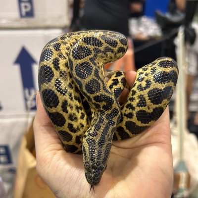 Yellow anaconda profile picture