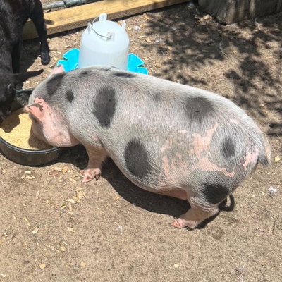 Otis profile picture