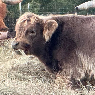 JCA Remington Steele profile picture