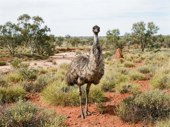 emu