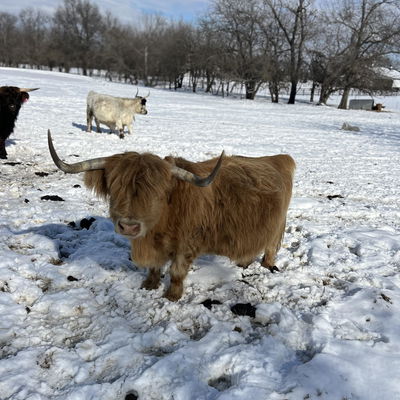 A Peculiar Farm Evelyn profile picture