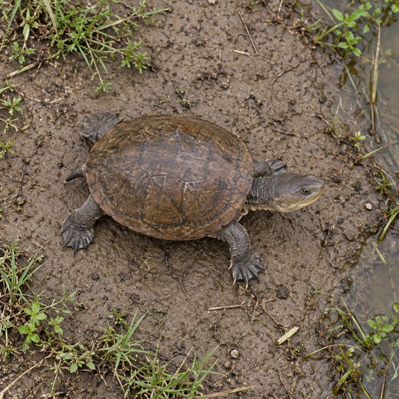 helmeted turtle