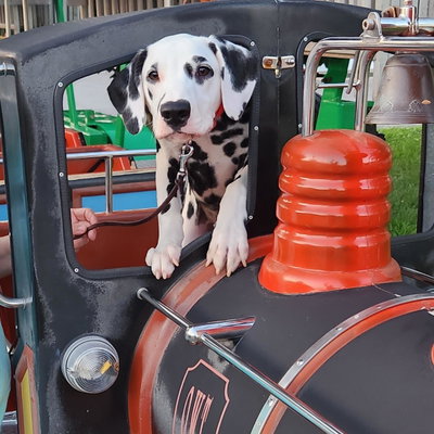 Stagecoach Dalmatians profile picture
