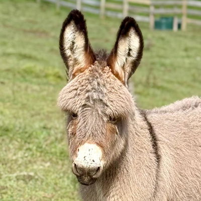 Leo profile picture