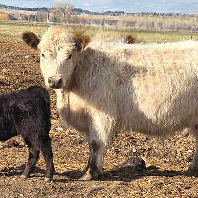 Mesa OG profile picture