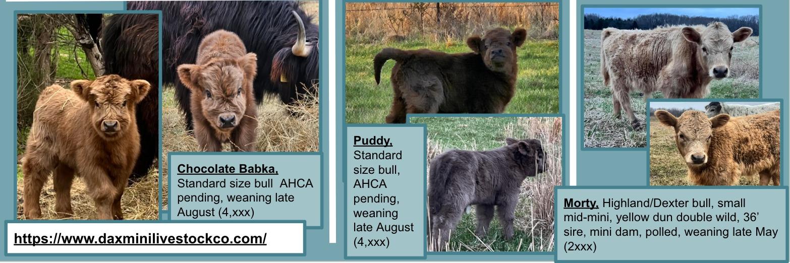 Morty profile cover image