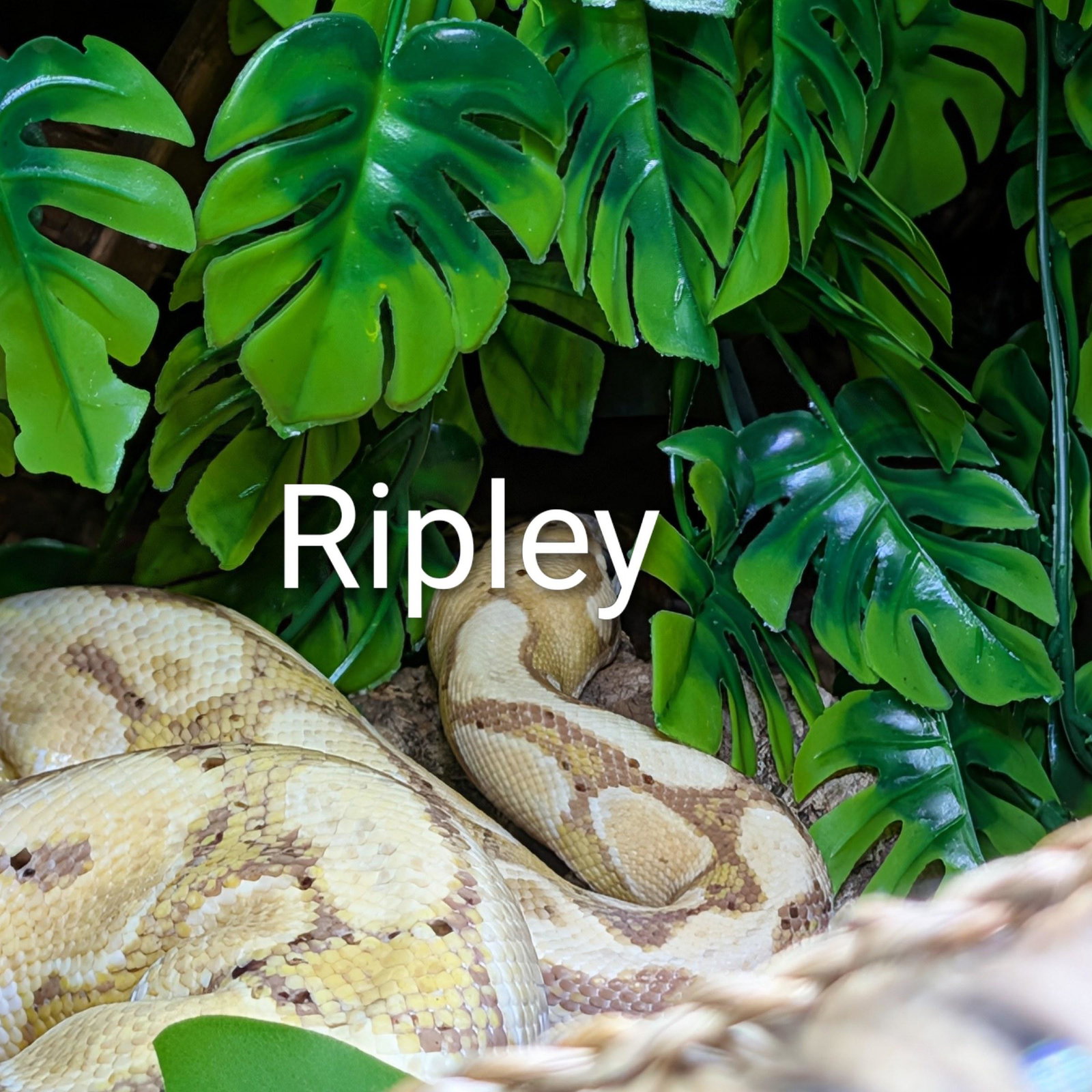Ripley