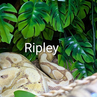 Ripley profile picture