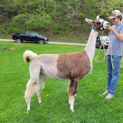 SRLL Mere'ces profile picture