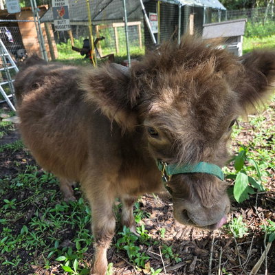 Mooshu profile picture