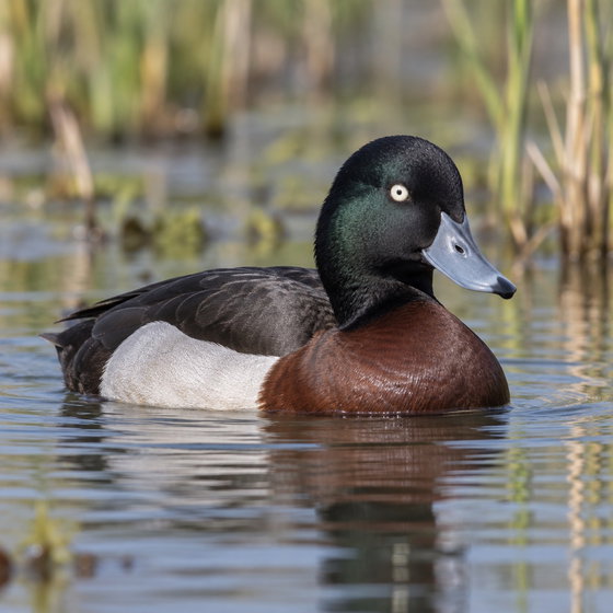Baer's pochard