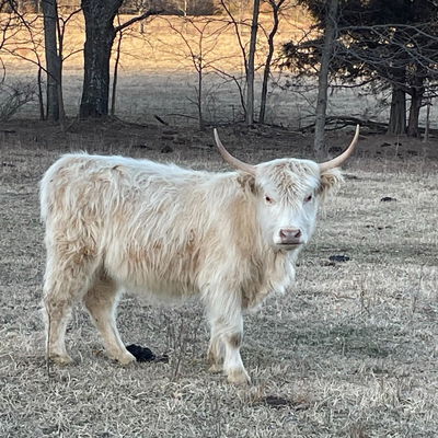 A Peculiar Farm Torri profile picture