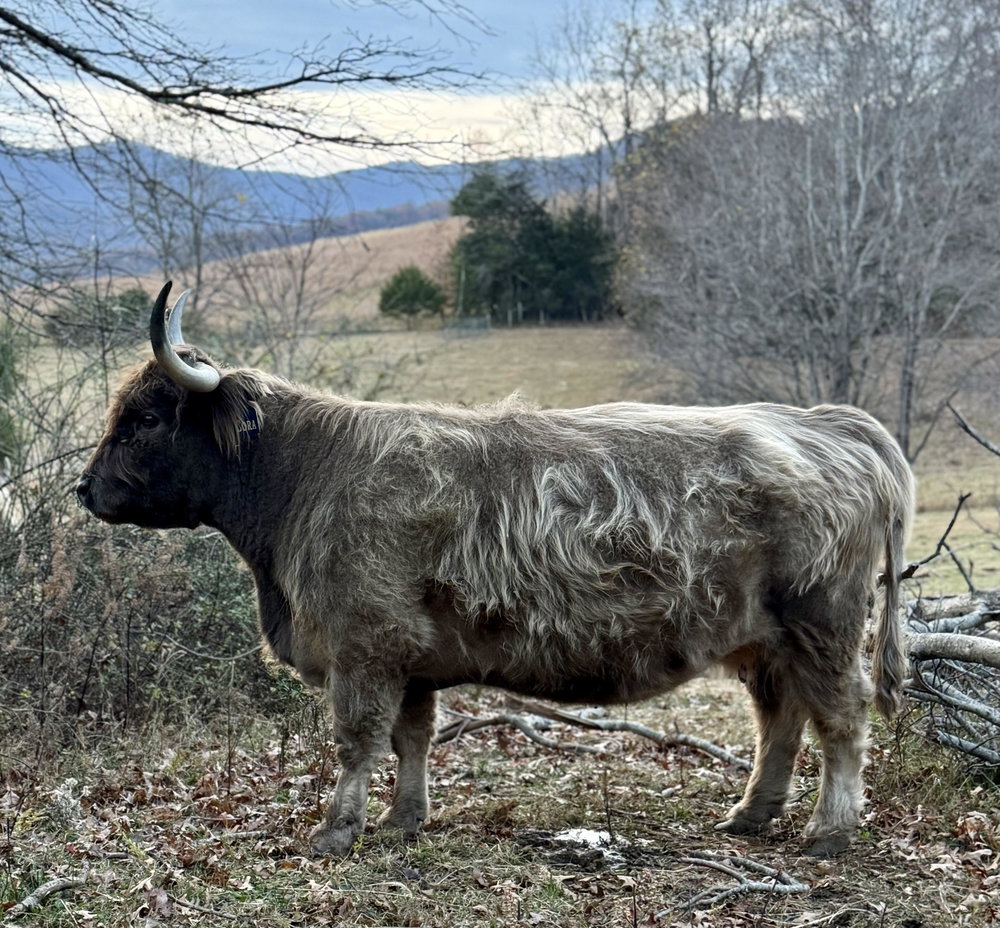 Cora, photo 5