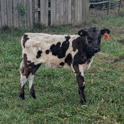 BF Allie profile picture