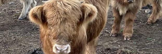 Heidi’s Angus profile cover image