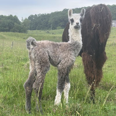 PPWI Ember profile picture