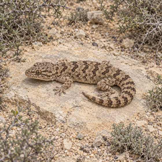 carrot-tail viper gecko