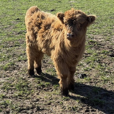 Red Highland Heifer profile picture