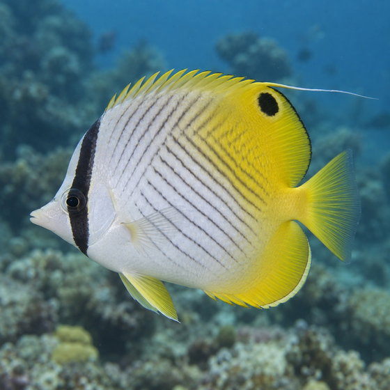 threadfin butterflyfish