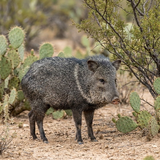 collared peccary