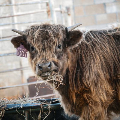 Chief profile picture