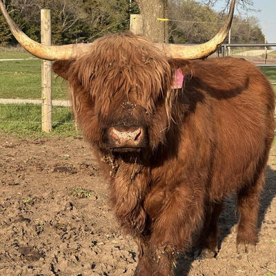 Ruairi profile picture