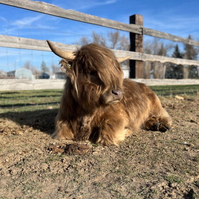 Hamish profile picture