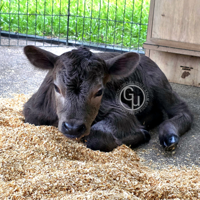 CLG Asha profile picture