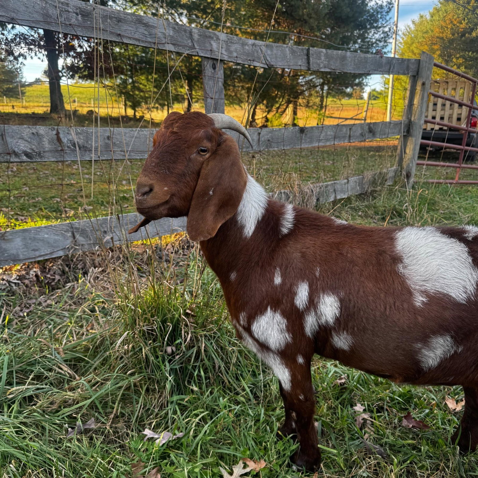 Ethel