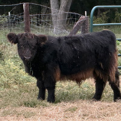 JCA Knight Ranger profile picture