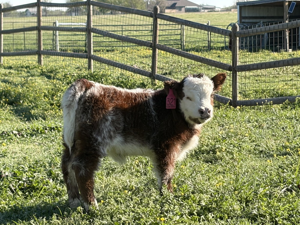 Premium Cattle/Calf Boarding, photo 4