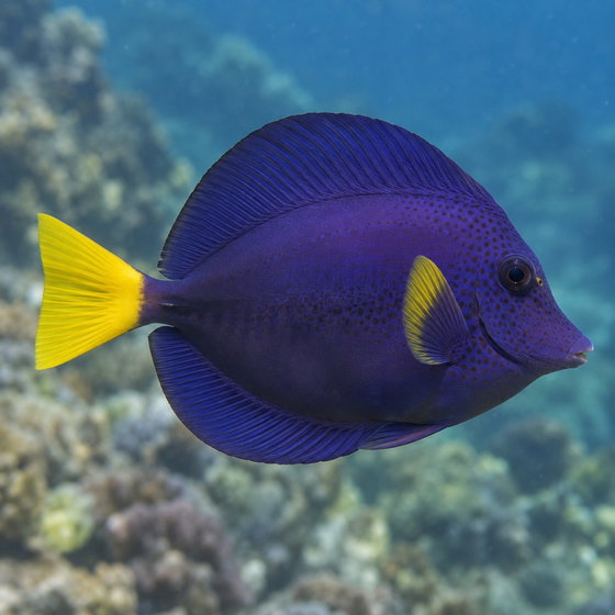 yellowtail tang