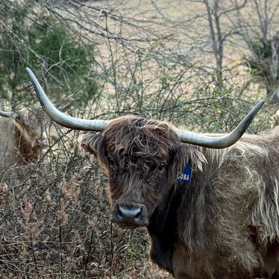 Cora profile picture