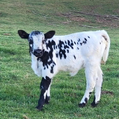 Poncho profile picture