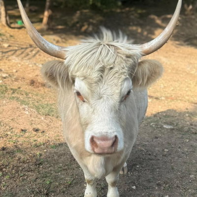 Sugar Momma profile picture